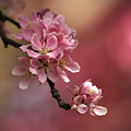 Flowering Cherry