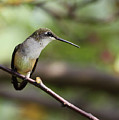 Hummingbird Profile