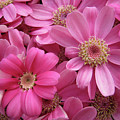 Pink Flowers