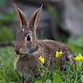 Bunny and Yellow Flowers