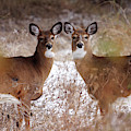 Double Deer