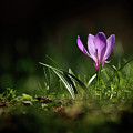 Backlit Crocus