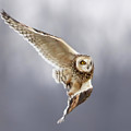 Short Flight