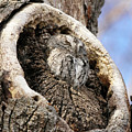 Sleeping Screech