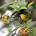 Yellow Warbler in Viburnum