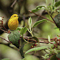 Yellow Warbler